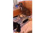 Willow, American Staffordshire Terrier For Adoption In Calexico, California
