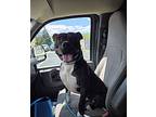 Frank, Staffordshire Bull Terrier For Adoption In Madison Heights, Michigan
