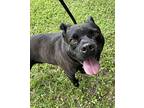 Bear, Staffordshire Bull Terrier For Adoption In Heber Springs, Arkansas