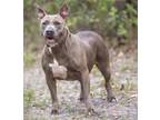 Blue Bell, Terrier (unknown Type, Medium) For Adoption In Palm Coast, Florida