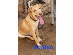 Kahlua, Labrador Retriever For Adoption In Calexico, California