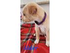 Alder, American Staffordshire Terrier For Adoption In Calexico, California