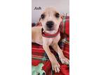 Ash, American Staffordshire Terrier For Adoption In Calexico, California