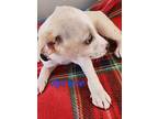 Spruce, American Staffordshire Terrier For Adoption In Calexico, California