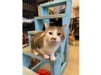 Wyo, Domestic Shorthair For Adoption In Sheridan, Wyoming