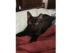 Skittles, American Shorthair For Adoption In High Springs, Florida