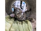 Cleo, American Shorthair For Adoption In West Palm Beach, Florida
