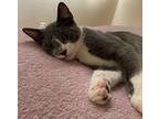 Stitch, American Shorthair For Adoption In Merced, California