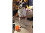 Harley, Jack Russell Terrier For Adoption In Pahrump, Nevada