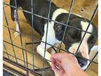 Nemo, American Pit Bull Terrier For Adoption In Coleman, Texas
