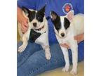 Jeri, Rat Terrier For Adoption In Horn Lake, Mississippi
