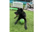 Zoe, American Pit Bull Terrier For Adoption In Newport News, Virginia