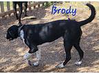 Brody, Retriever (unknown Type) For Adoption In Emory, Texas