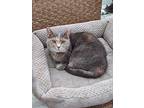 Baby Girl (fiv+), Domestic Shorthair For Adoption In Lake Frederick, Virginia