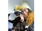 Honey Bear, Bombay For Adoption In Brooklyn, New York