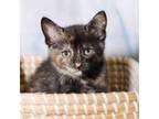 Adopt Cubanelle a Domestic Short Hair