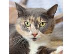 Adopt Iris a Domestic Short Hair