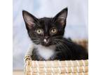 Adopt Bell a Domestic Short Hair