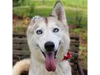 Adopt Eva a Siberian Husky, Mixed Breed