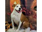 Adopt Roxy a Boxer
