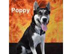 Adopt Poppy a Husky