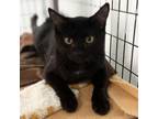 Adopt Sally a Domestic Short Hair