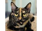 Adopt Peanut a Domestic Short Hair