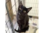 Adopt Marcie a Domestic Short Hair