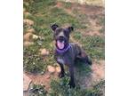 Adopt Potato a Pit Bull Terrier, Mixed Breed