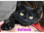 Adopt Batavia a Domestic Short Hair