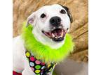 Adopt Duchess a Pit Bull Terrier