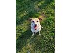 Adopt Patches a Jack Russell Terrier, Beagle