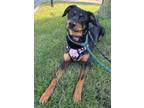 Adopt Lila a Australian Shepherd, Mixed Breed