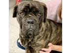 Adopt Hazel a Mastiff, Mixed Breed