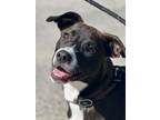 Adopt Ellie a Labrador Retriever, Mixed Breed