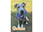 Adopt Corinne 30886 a Pit Bull Terrier, Mixed Breed