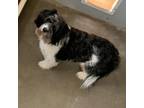 Adopt California Roll a Scottish Terrier, Shih Tzu
