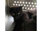 Adopt Deviled Egg a Domestic Short Hair