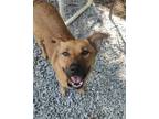 Adopt Que a German Shepherd Dog, Chow Chow
