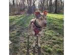 Adopt Remi (In-Foster) a American Staffordshire Terrier, Husky
