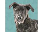 Adopt Nova a Mixed Breed