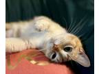 Adopt Daisy a Tabby