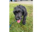 Adopt Carrie a Poodle, Mountain Cur