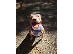Adopt Jolene a Pit Bull Terrier, Mixed Breed