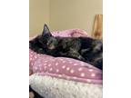 Adopt Piper a Domestic Short Hair
