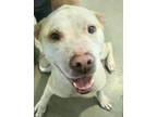 Adopt Gabby B. Goodytimes 59081 a Pit Bull Terrier, Australian Cattle Dog / Blue