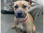 Adopt Penny Pearl 59291 a Boxer