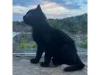 Adopt Metal kittens: Platinum a Domestic Short Hair