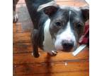 Adopt Gracey Lynn a Pit Bull Terrier