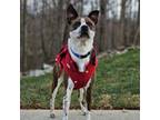 Adopt Cassie a Australian Shepherd